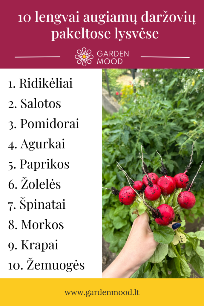 10 Easy-to-Grow Vegetables for Raised Beds (Beginner's Guide)