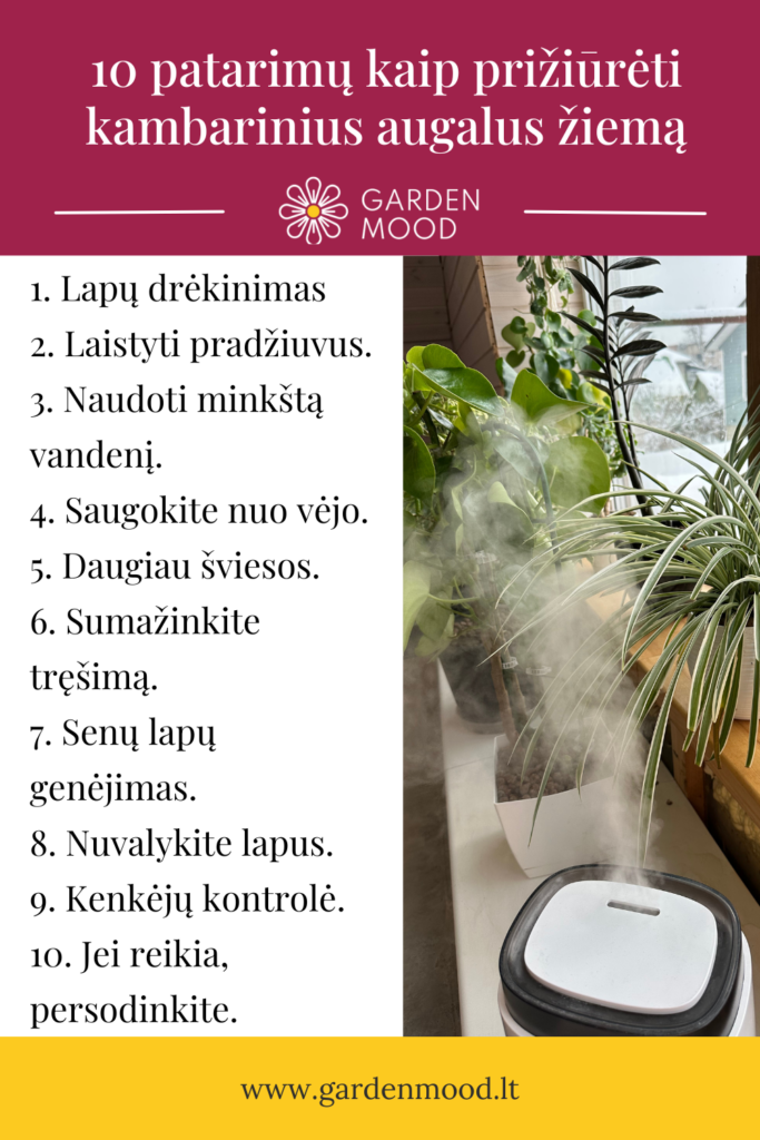 10 tips for caring for indoor plants in winter