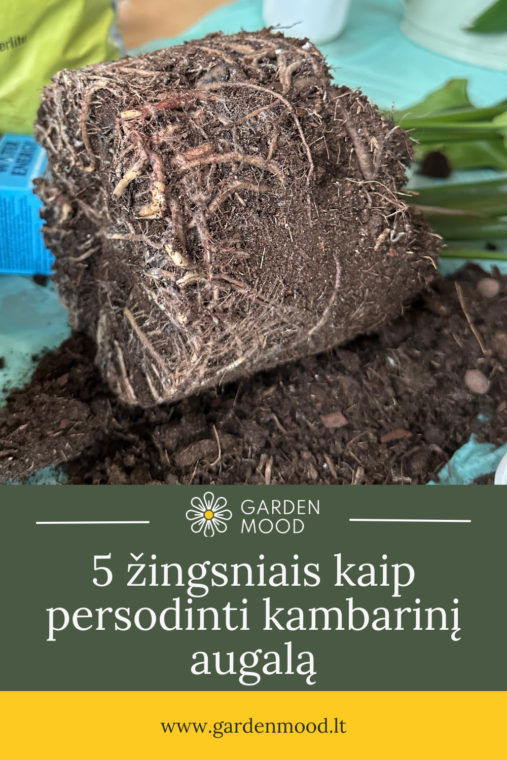 5 steps to repot a houseplant